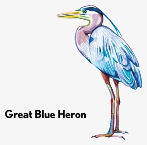 Great Blue Heron-01 - Water Bird