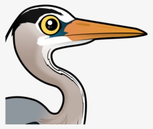 About The Great Blue Heron - Heron