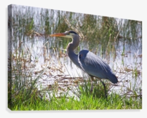 Great Blue Heron Profile Canvas Print - Artist