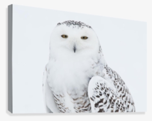 Snowy Owl Standing On Snow, Saint-barthelemy, Quebec,