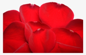 Red Flower Petals - Begonia