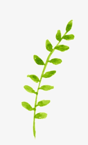 Spring Growing Plant Cartoon Transparent - Plants