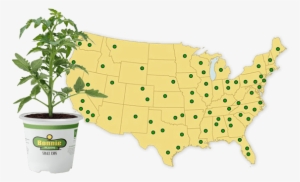 Today, Bonnie Plants Are Available In All 50 States - Bonnie Plants