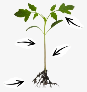 Enhance Mc Has Several Specific Functions We Can Talk - Tomato