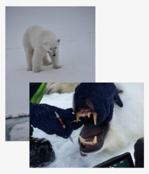 Polar Bear 1500 Lbs