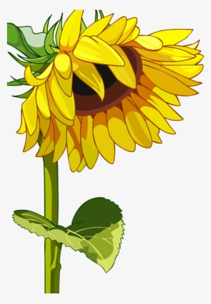 Фотки Tapias, Dibujo, Pintura, Pensamientos, Clipart - High Resolution Sunflower Vector