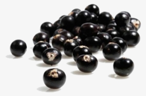 Because Mainstream Brands Have Not Included Acai Berry - Natrol Acai Berry Diet Original