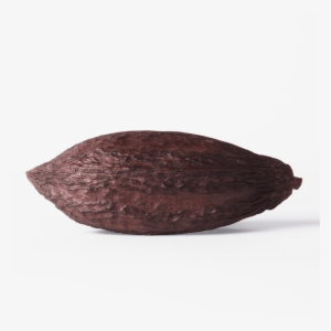 Dried Cocoa Pod - Dandelion Chocolate, Inc.