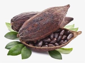 Cocoa Beans Transparent Png - Antioxidantes Del Cacao