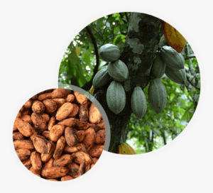 Cocoa Tree - Cocoa Bean Plant Transparent
