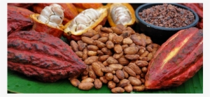 Mars Cocoa - Cacao Chocolate