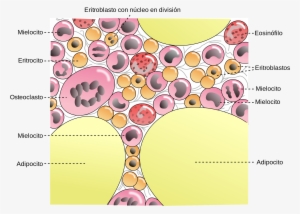 Open - Bone Marrow Components