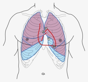 Surface Markings Of Pleura