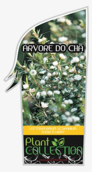 Russian Olive