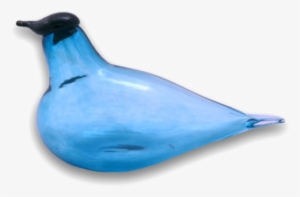 Ocean Birds Png Photos - Duck