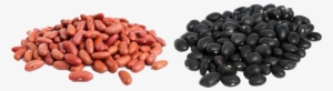 Frijol Png - Grano De Frijol Png