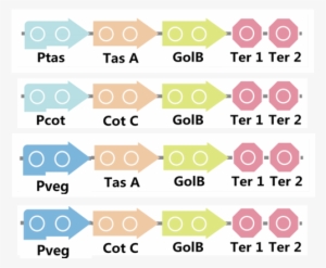 Golb2 - Portable Network Graphics