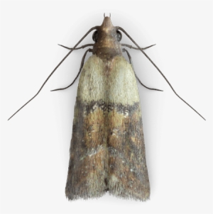 Clothing Moth Png
