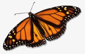 Monarch Butterfly - Real Monarch Butterfly