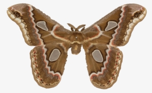 What's On The Van Silk Moth - Lepidoptera