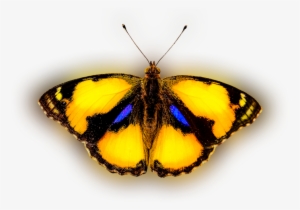 Color Palette Ideas From Butterfly Moths And Butterflies - Butterfly