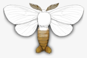 Gypsy Moth, - Lycaenid
