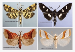 1,541 Snout Moth Species And Counting In The United - Bombyx Mori