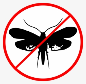 Dealing With Clothing Moths - Pee On The Toilet Floor