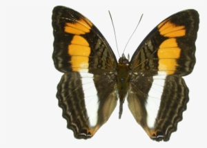 Lepidoptera