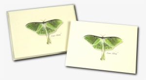 Shopping Cart -  -  - Steven M. Lewers Earth Sky Water Lewersnc120 Luna Moth