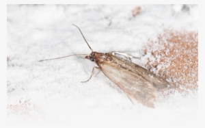 Shopping Cart - Pantry Moth