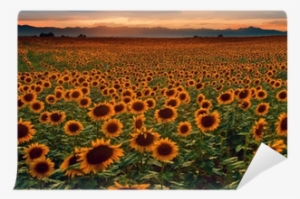 Sunflower Field At Sunset With The Colorado Rocky Mountains - Colorado Rocky Mountains