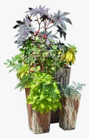 Parent Category - Ipomea Batatas Pot