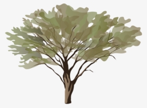 Ian Symbol Acacia Spp - Tree 5'x7'area Rug