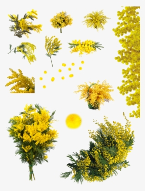 Acacia Png - Yellow Acacia Tree Png