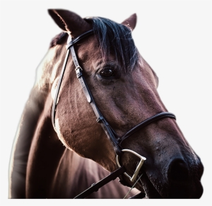 Racing Tournaments $50,000 Won Weekly Bet For Just