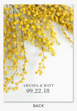 Sweet Acacia Flower Wedding Invitations With Yellow - Mimosa Invitations