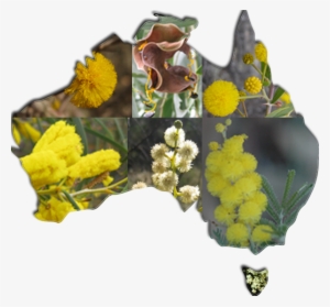 Conservation Efforts Australia