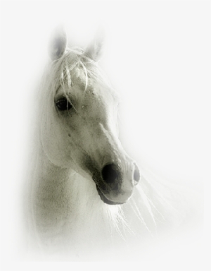 "estas Imagens São Achados Do Imgur, Se É De Sua Autoria - Imagenes De Potros Salvajes