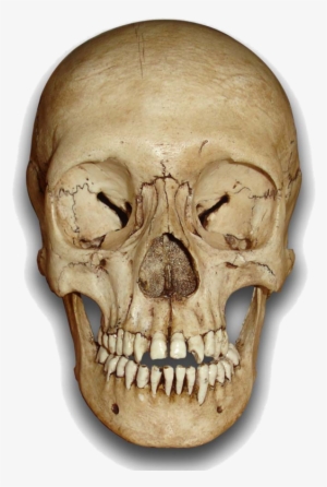 Skull Rose Bed Twin Duvet