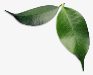 Avocado Leaves - Bay Laurel