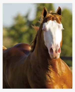 Clique Para Ver A Foto - Cavalo Gunner Boy