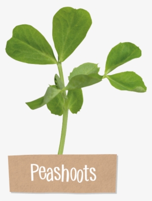 Steve Is Our Very Own 'flavour Pioneer' - Pea