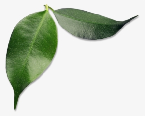 Small Avocado Leaves - Avocado