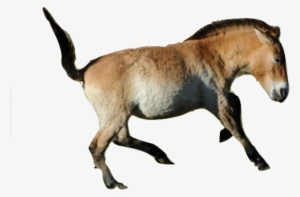 Cavalos Images Przewalski's Horse Wallpaper And Background - Horse
