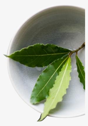 Lifestyle Changes You Can Make To Prevent Disease And - Sweet Birch