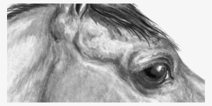The Equine Eye - Horse
