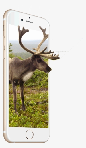 Consumers Want More From Their Mobile Devices And Want - Reindeer