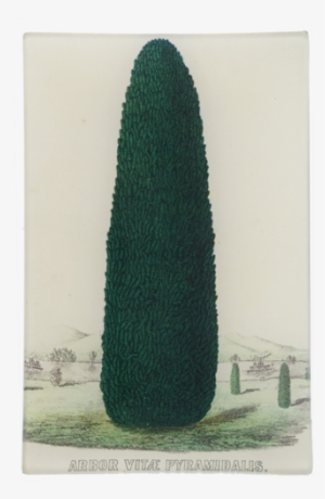 Arbor Vitae Pyramidalis - Arizona Cypress