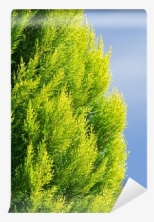 Colorful Arborvitae Evergreen Shrub Isolated Blue Wall - Arborvitae